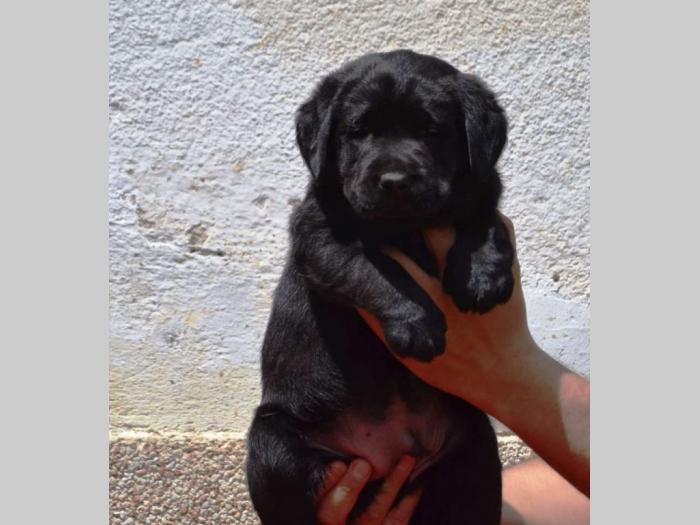 labrador retriver štenci vrhunskog kvaliteta besplatni mali oglasi