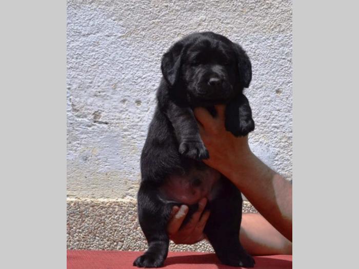 labrador retriver štenci vrhunskog kvaliteta besplatni mali oglasi