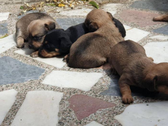 jazavičar štenci na prodaju besplatni mali oglasi