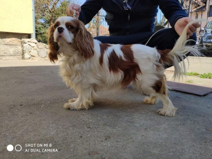 mužjak cavalier king charles španiel slobodan za parenje besplatni mali oglasi
