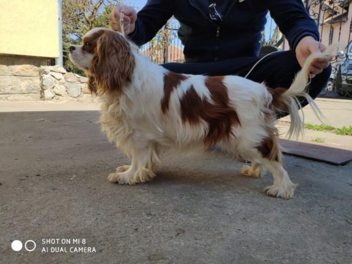 mužjak cavalier king charles španiel slobodan za parenje besplatni mali oglasi