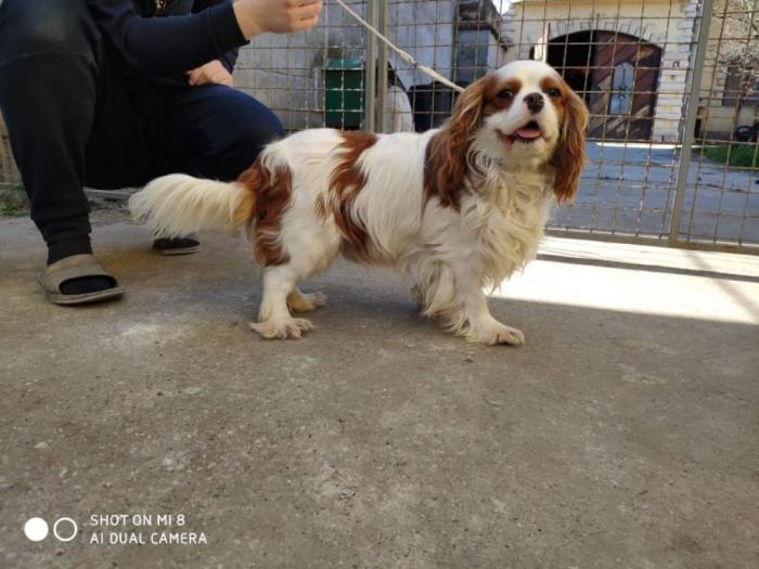 mužjak cavalier king charles španiel slobodan za parenje besplatni mali oglasi