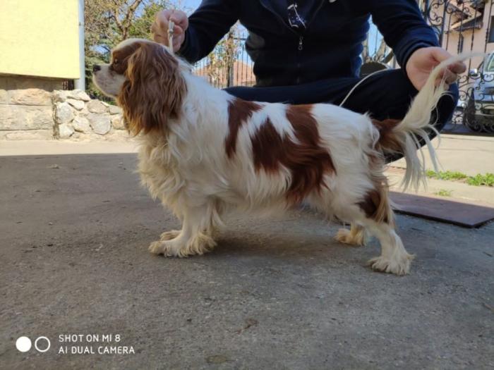 mužjak cavalier king charles španiel slobodan za parenje besplatni mali oglasi
