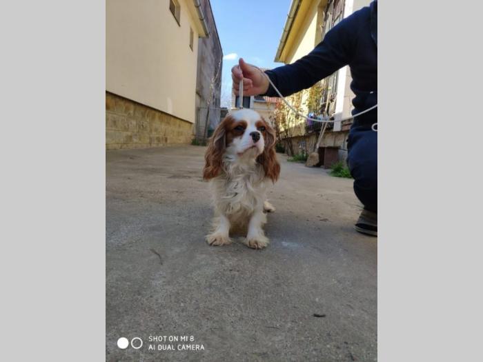 mužjak cavalier king charles španiel slobodan za parenje besplatni mali oglasi