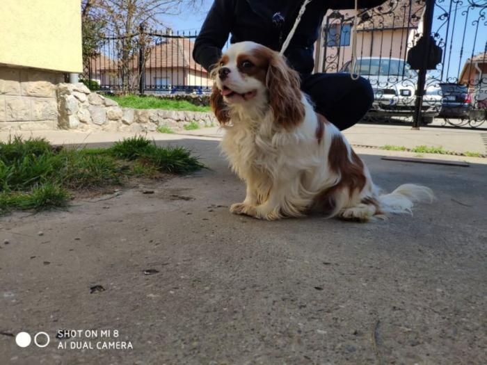 mužjak cavalier king charles španiel slobodan za parenje besplatni mali oglasi
