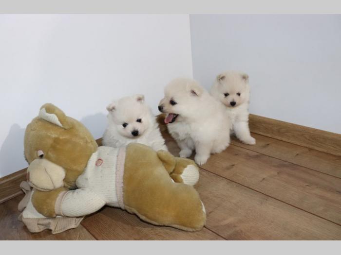 nemački mali špic pomeranac besplatni mali oglasi