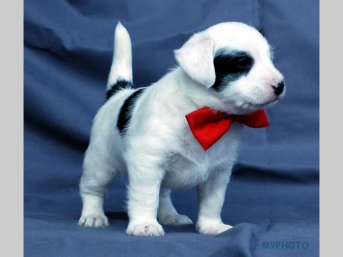 jack russell terrier besplatni mali oglasi