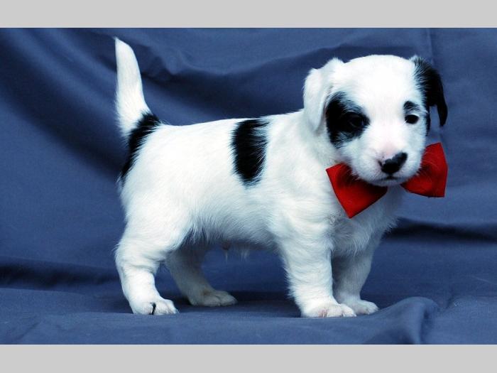 jack russell terrier besplatni mali oglasi