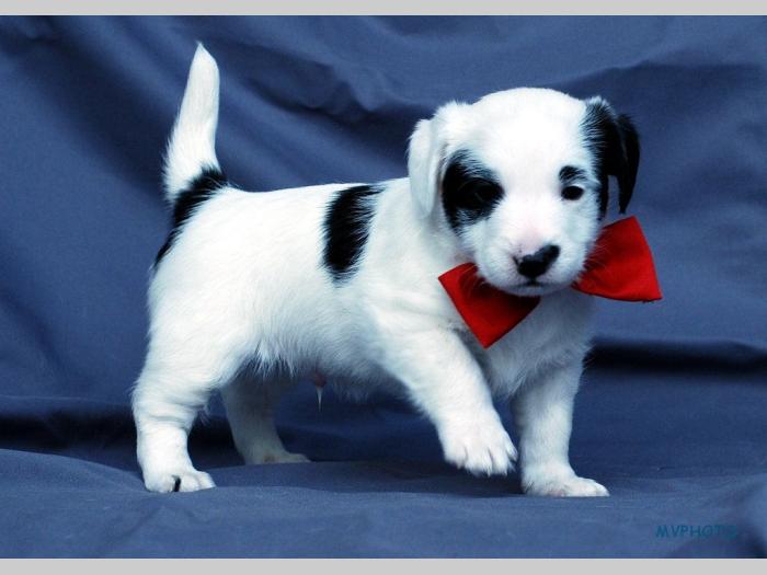 jack russell terrier besplatni mali oglasi