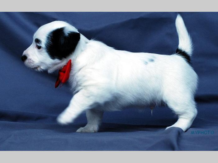 jack russell terrier besplatni mali oglasi