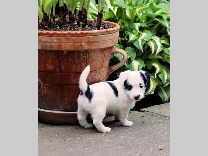 jack russell terrier besplatni mali oglasi