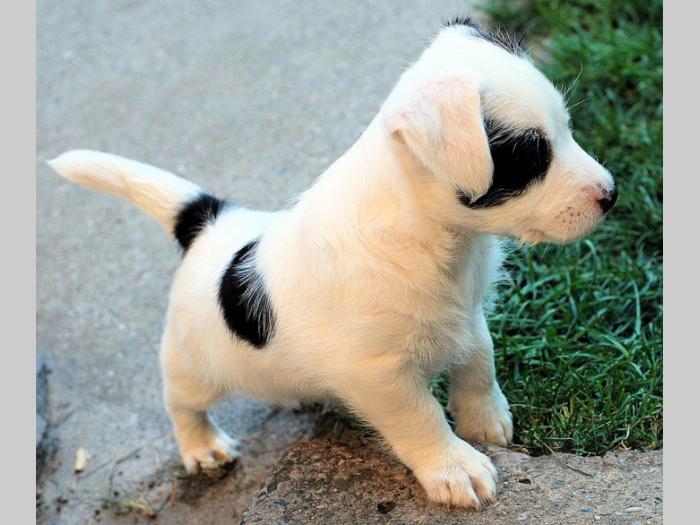 jack russell terrier besplatni mali oglasi