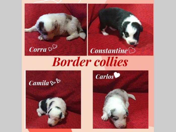 border collie štenci na prodaju besplatni mali oglasi