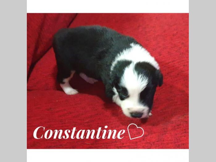 border collie štenci na prodaju besplatni mali oglasi