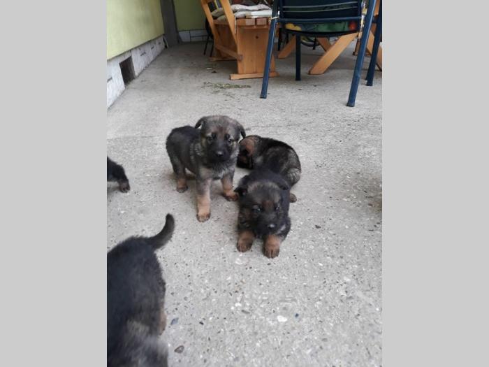 nemački ovčar štenci besplatni mali oglasi