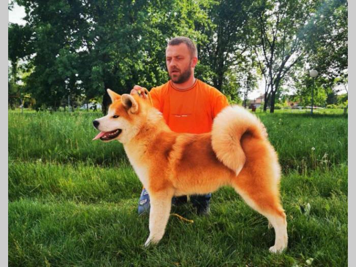 akita inu besplatni mali oglasi