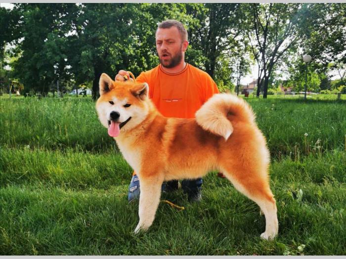akita inu besplatni mali oglasi