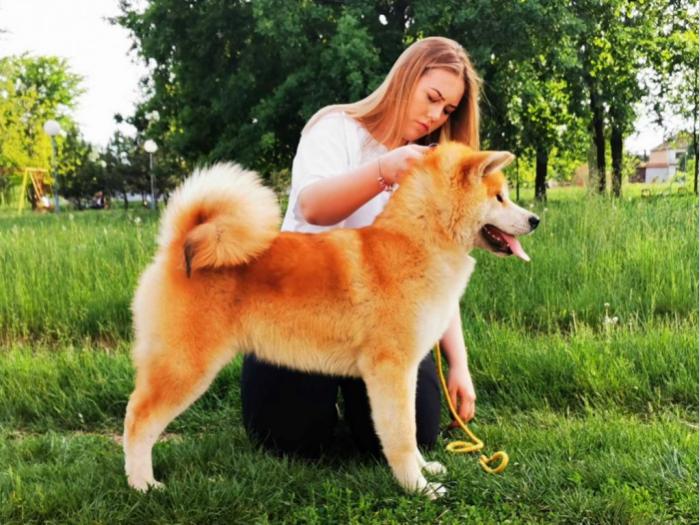 akita inu besplatni mali oglasi