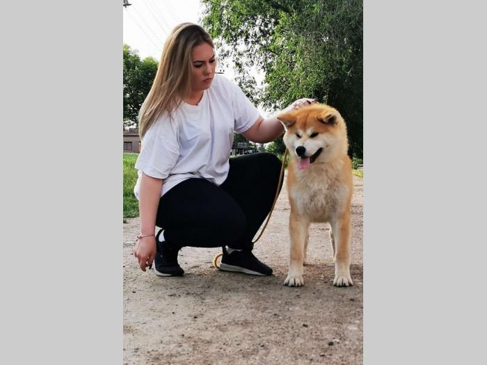 akita inu besplatni mali oglasi