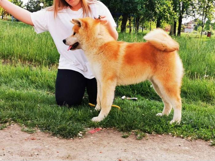 akita inu besplatni mali oglasi
