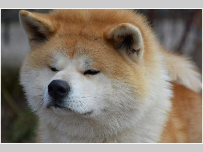 akita inu besplatni mali oglasi