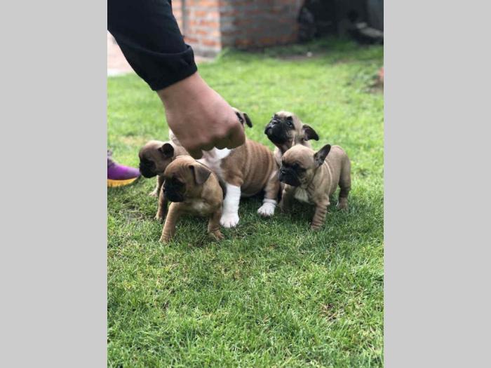 francuski buldog štenci stari 50 dana besplatni mali oglasi