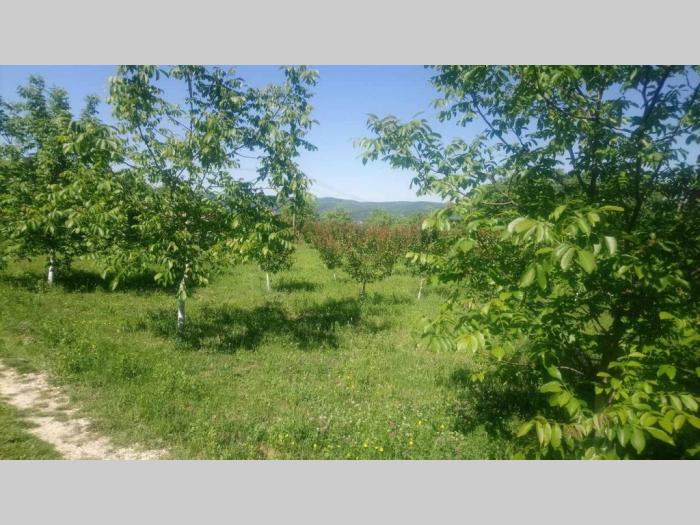 vikendica kuća na fruškoj gori,vrdnik besplatni mali oglasi