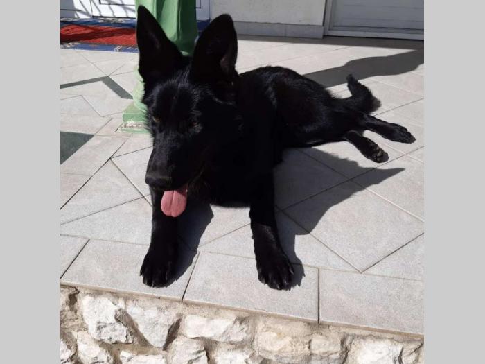 crni nemački ovčar vrhunskog porekla besplatni mali oglasi