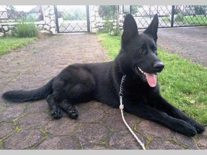 crni nemački ovčar vrhunskog porekla besplatni mali oglasi
