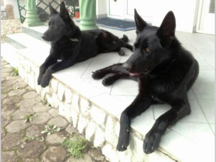 crni nemački ovčar vrhunskog porekla besplatni mali oglasi