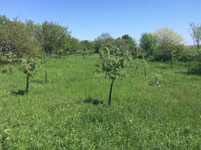 salaš nadomak melenaca besplatni mali oglasi
