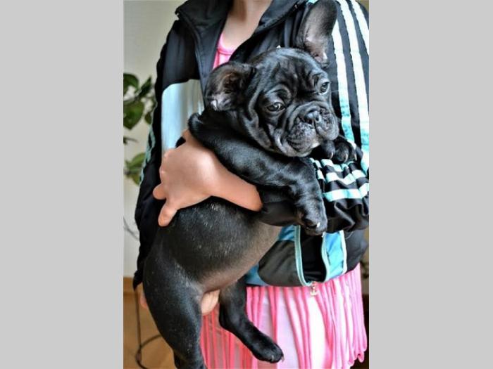 štenci francuskog buldoga besplatni mali oglasi