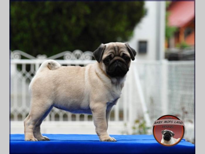 mops štenci besplatni mali oglasi
