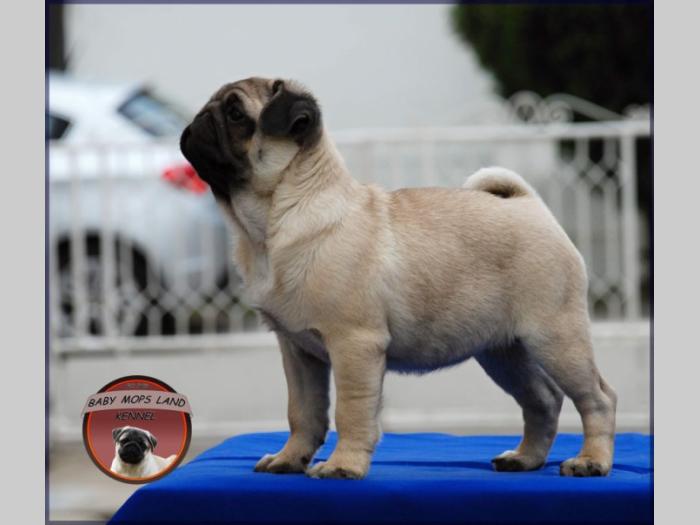 mops štenci besplatni mali oglasi