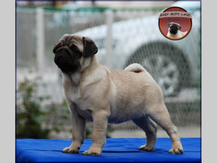 mops štenci besplatni mali oglasi