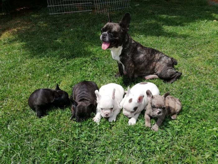 francuski buldog štenci besplatni mali oglasi