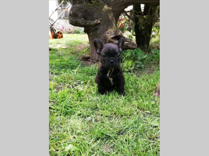 francuski buldog štenci besplatni mali oglasi