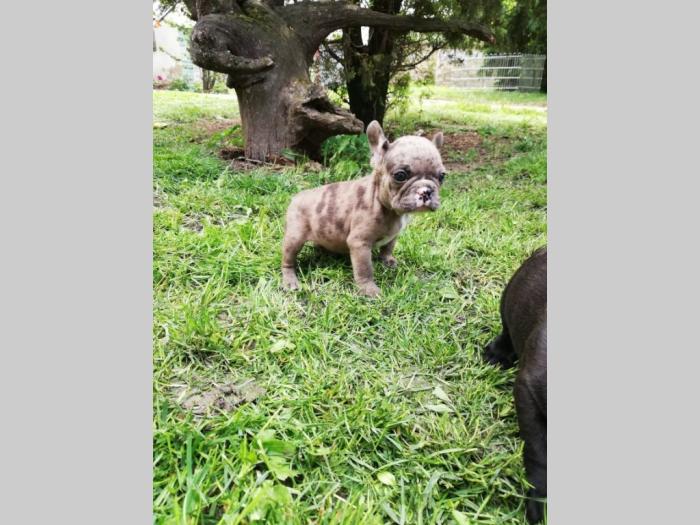 francuski buldog štenci besplatni mali oglasi