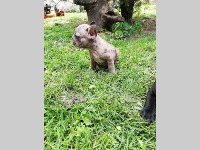 francuski buldog štenci besplatni mali oglasi