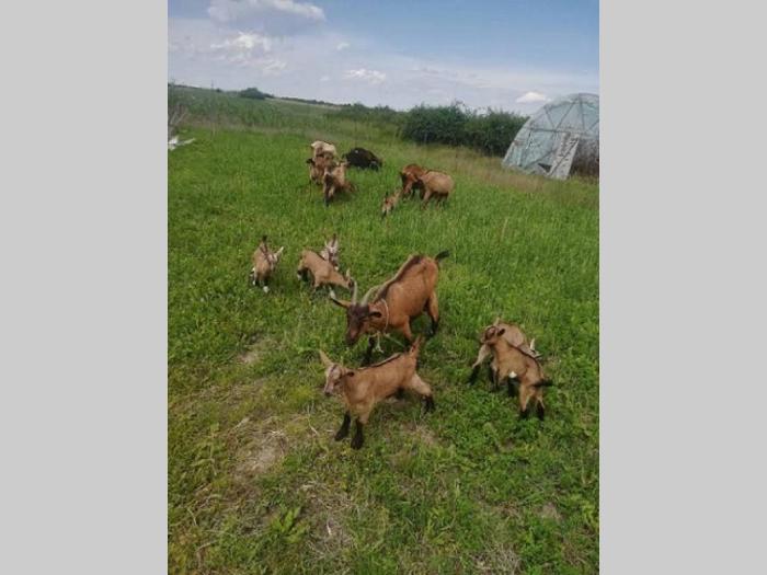 koze i jarići besplatni mali oglasi