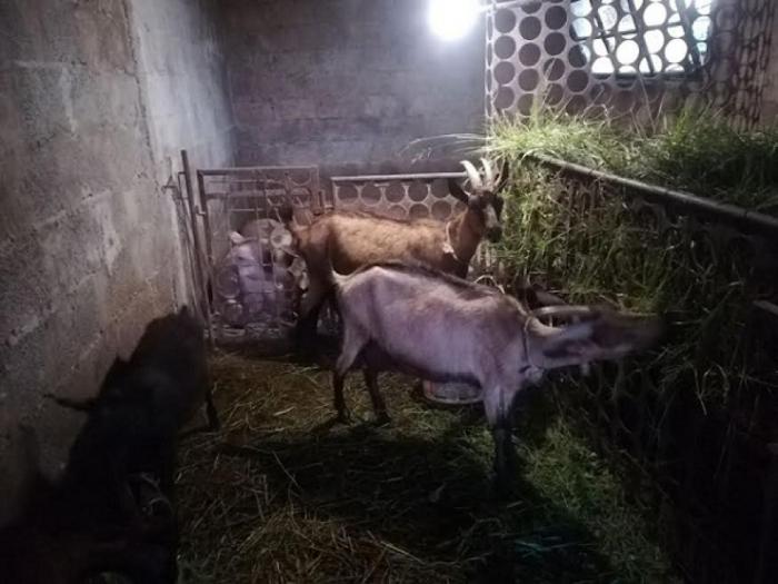 koze i jarići besplatni mali oglasi
