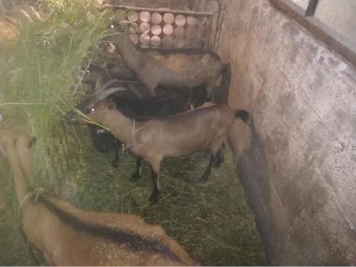 koze i jarići besplatni mali oglasi