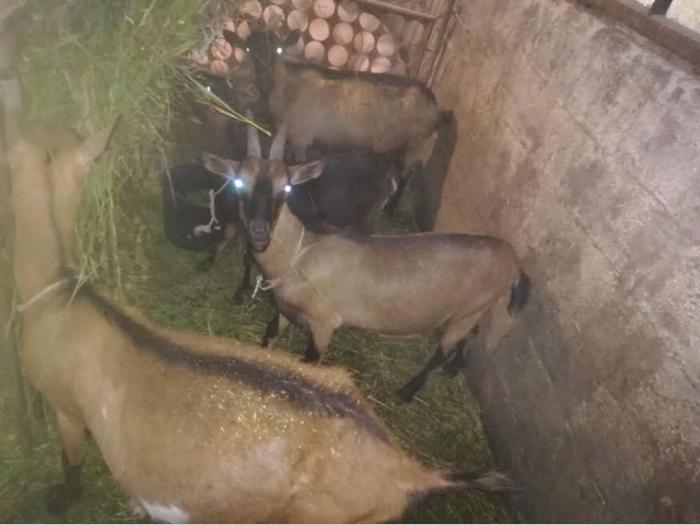 koze i jarići besplatni mali oglasi