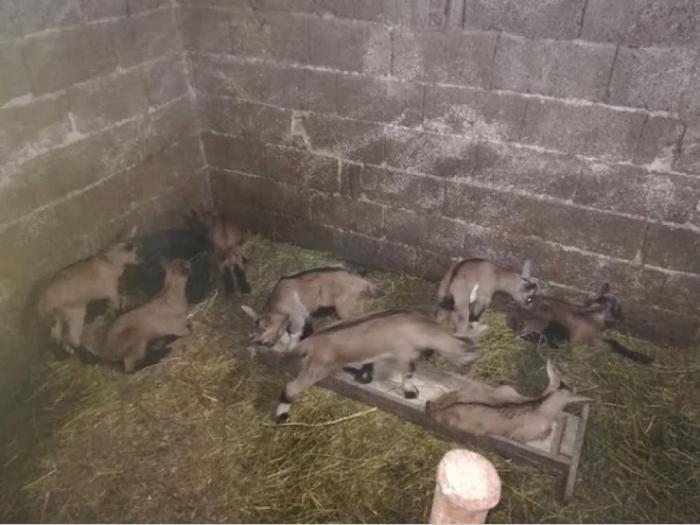 koze i jarići besplatni mali oglasi