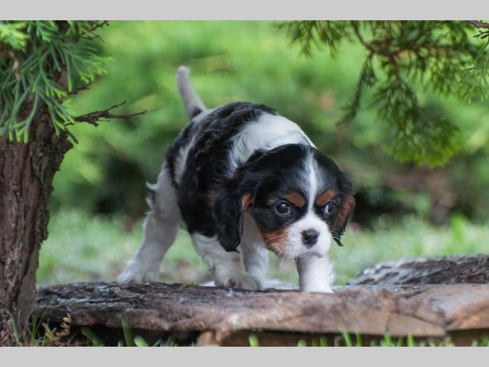 cavalier king charles španiel štenci besplatni mali oglasi