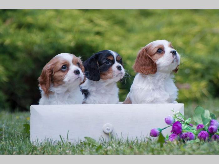 cavalier king charles španiel štenci besplatni mali oglasi