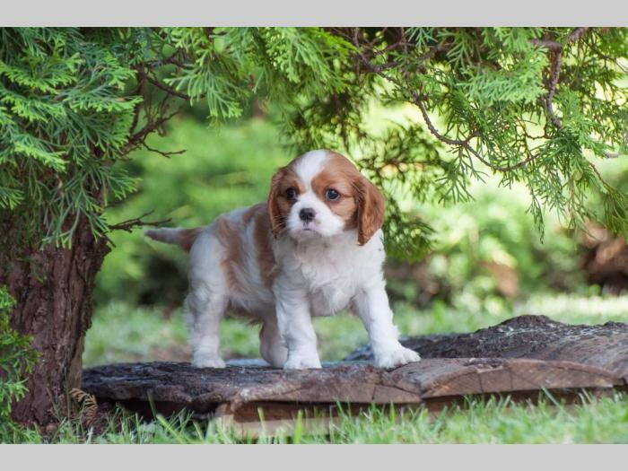 cavalier king charles španiel štenci besplatni mali oglasi