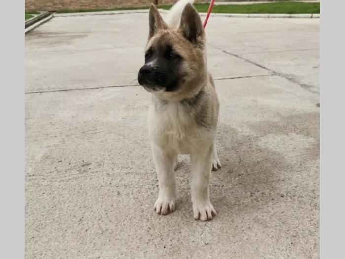 američka akita štenci besplatni mali oglasi