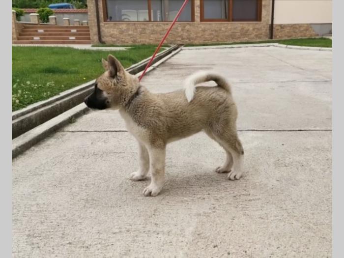 američka akita štenci besplatni mali oglasi