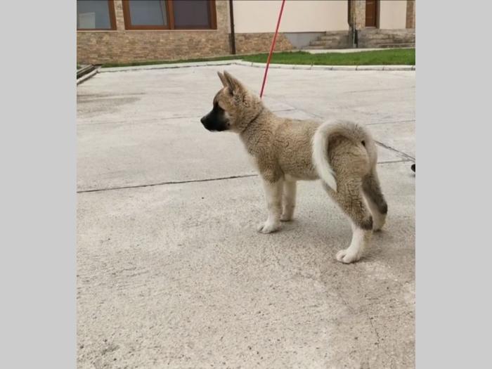 američka akita štenci besplatni mali oglasi